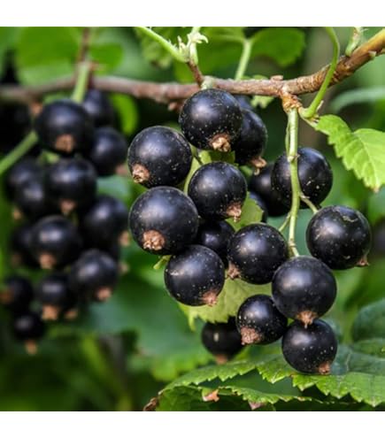 スグリ　苗 imgrc0089770683.jpg